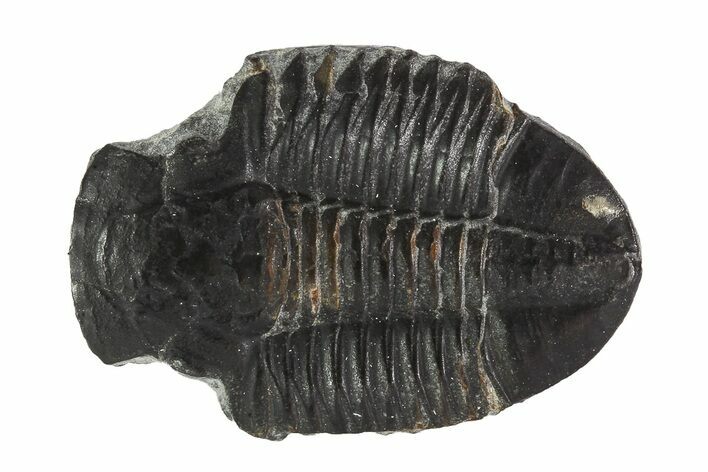Asaphiscus Trilobite (Molt) - Wheeler Shale, Utah #91884